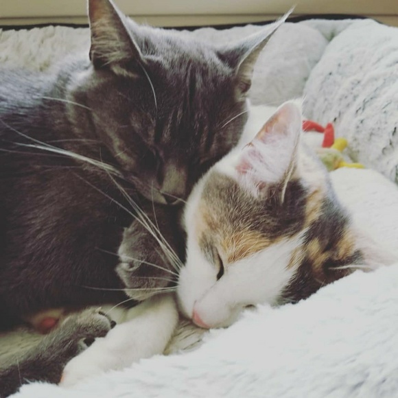 Welcome to my closet!  All reasonable offers are welcome💚🌿 - Picture 3 of 4